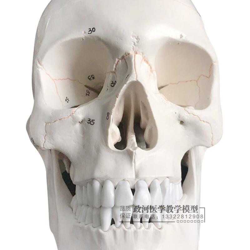 一比一医学仿真k骷髅人头骨模型头颅骨解剖标本数字编码标识