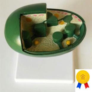 叶绿体模型解剖教学中学生物M教仪教具医用医学