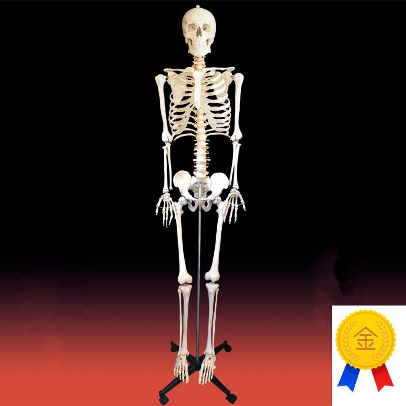 176cm高人体骨骼模型仿真塑胶骨架医I用美术模特立式胸腔四肢脊柱