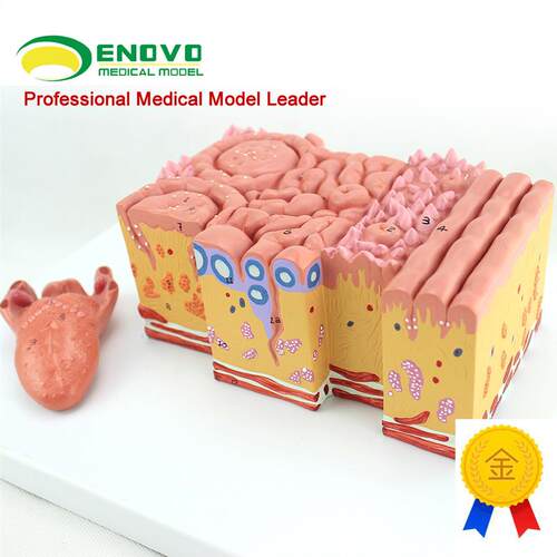 ENOVO正品医学人体舌部解剖模型舌苔舌乳M头味蕾口腔消化内科教学