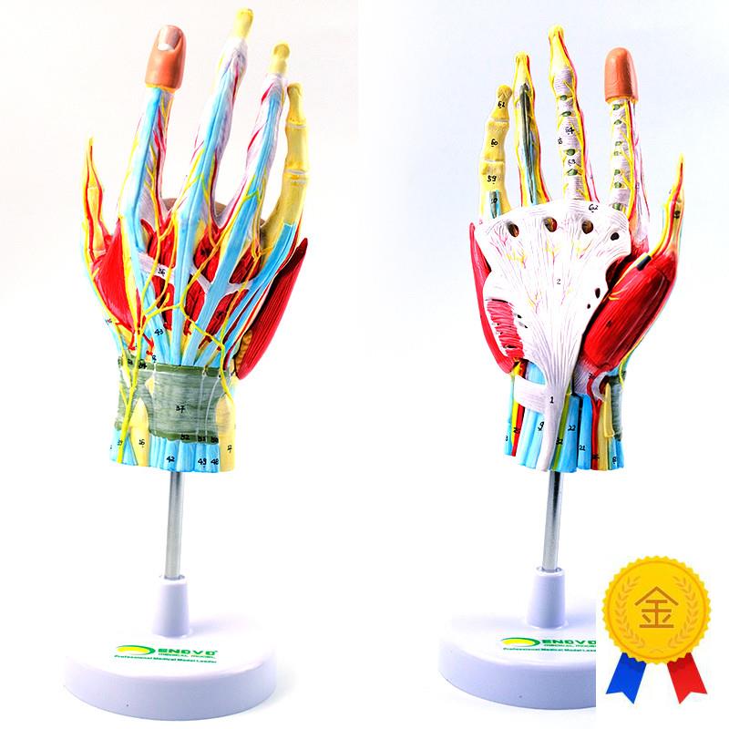 ENOVO颐诺手部解剖模型手关节骨骼肌肉K血管神经手外科腕关节手显