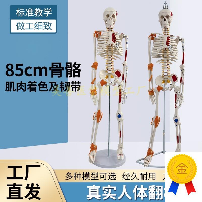 85CM人体骨骼带神经带椎间盘模型骨架附肌肉起R止点着色及韧带模