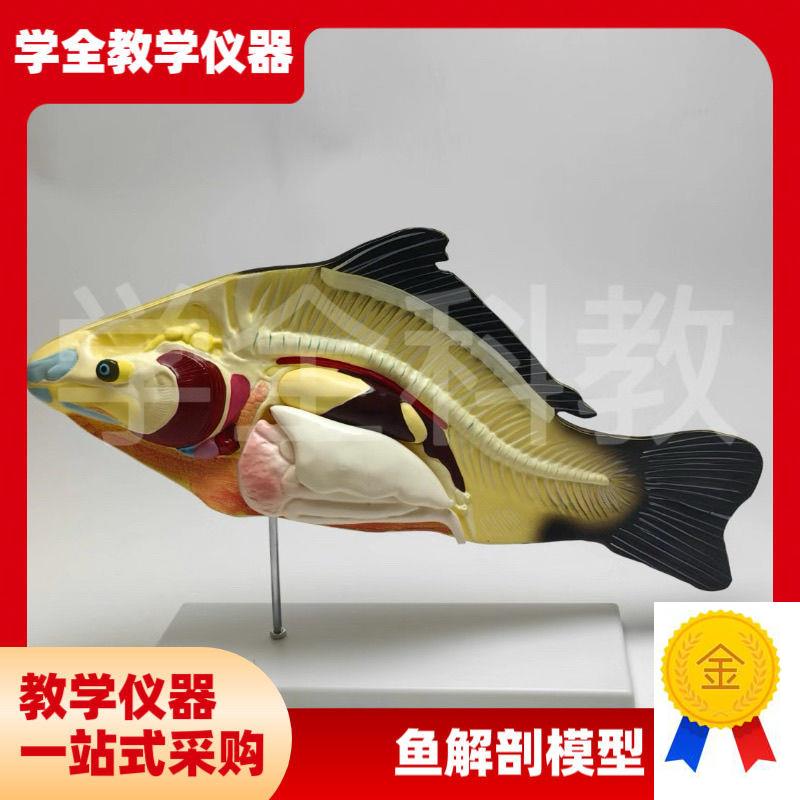 鱼解剖模型可拆卸内脏初高中生物教学演示M教具生物动物模型科学