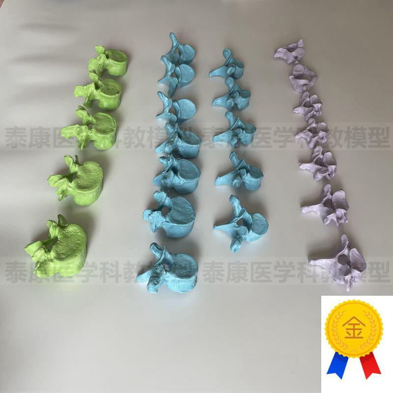 人体脊椎模型散装24节颈椎胸w椎腰椎1比1仿真塑胶骨头医用针灸正