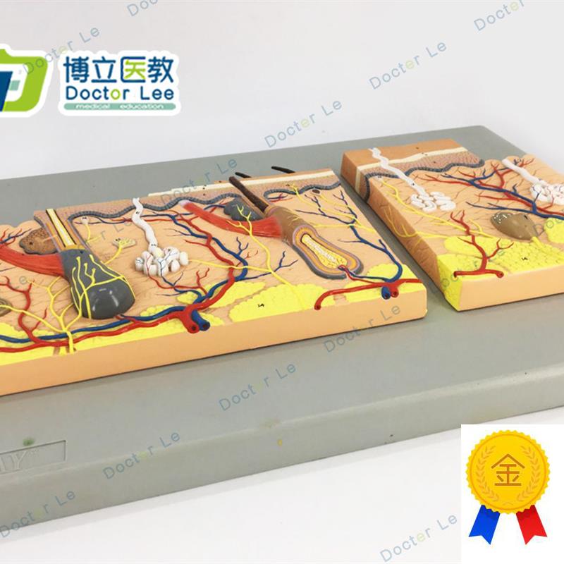 平面皮肤模型皮肤组织结构放大平面皮肤模型人U体皮肤解剖模型