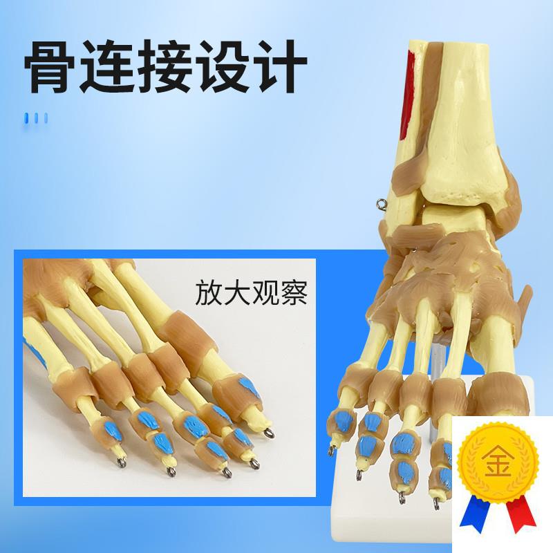 自然大脚关节骨骼韧带肌肉着色模型脚关节功能模型附.肌肉起止点