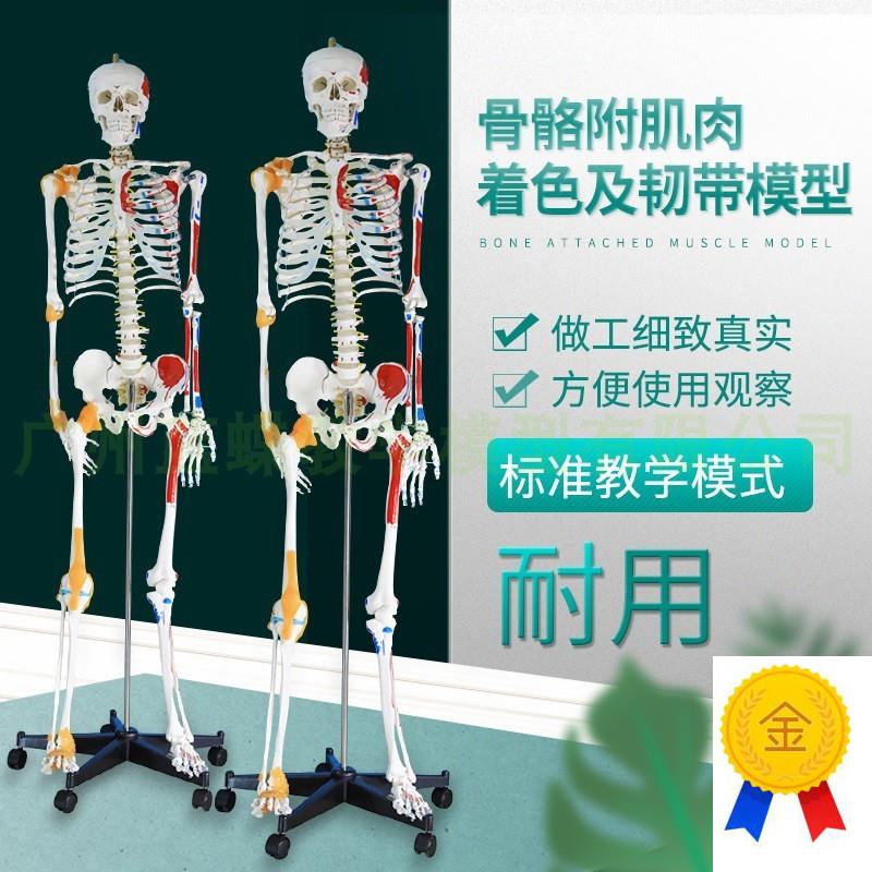 170cmc人体骨骼模型骨架肌肉着色韧带成人小白骷髅全身教学脊椎