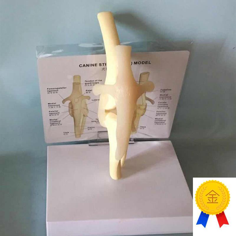 狗膝关节模型狗骨架犬骨架犬y科教学宠物畜牧兽医教学教仪厂家直