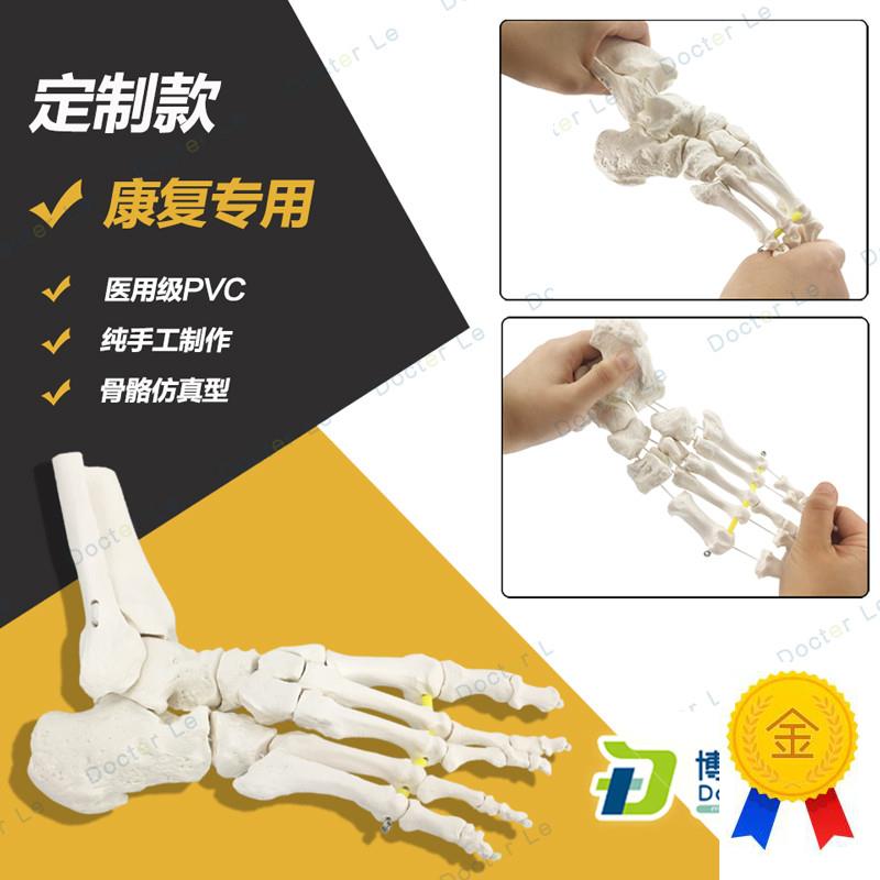 艺用美术高考医用脚关节模型足踝关节足L外科骨科标本骨骼仿真