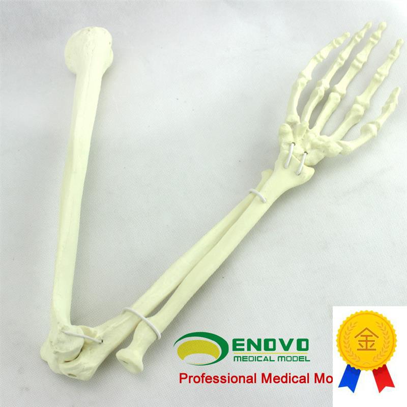 ENOVO颐诺骨科手术摸拟上肢仿真骨模型人工皮质骨Y松质骨骨科钉