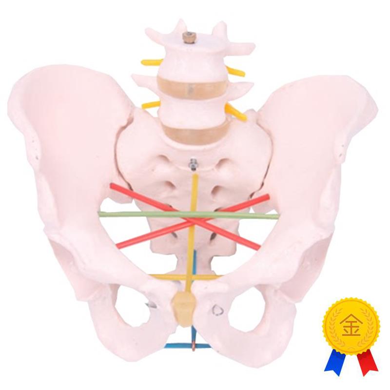 骨盆测量示教模型女性A骨盆测量模型骨盆教学模型