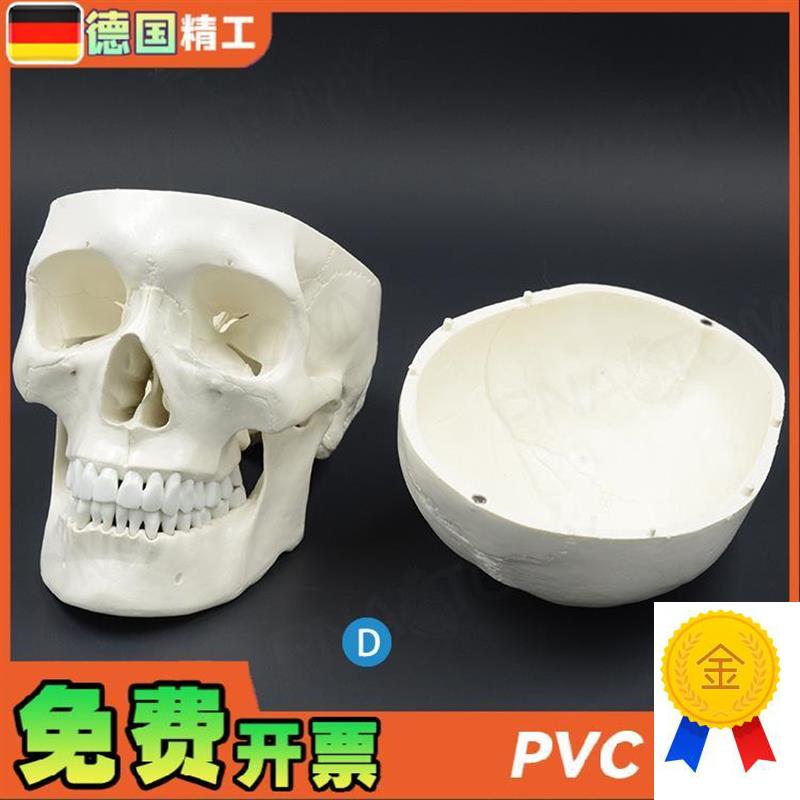德国】1比1大人体头骨模型成人头E颅骨仿真骷髅头骨教学美术标本