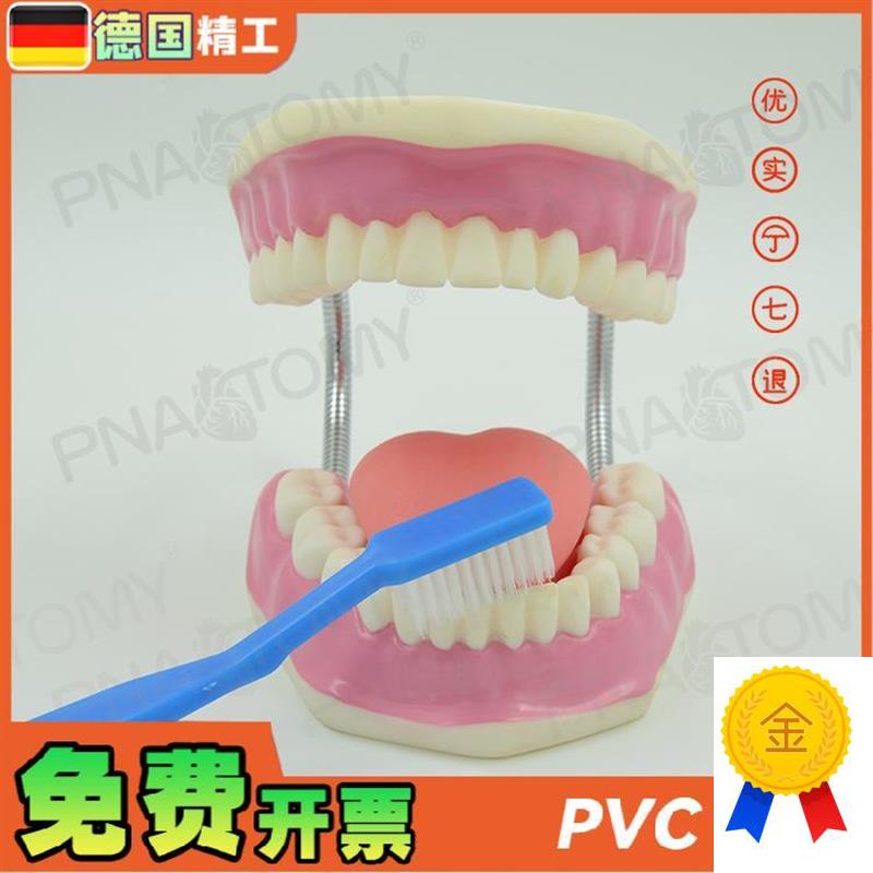 德国】牙齿模型幼儿园口腔教学刷牙示范玩具教学U口腔科牙医保健