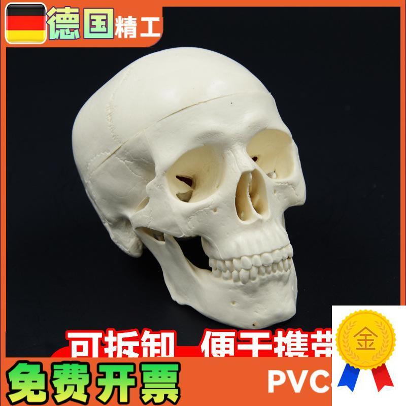 头骨模型艺术写生雕塑口腔w学头颅骨教学可拆塑料骷髅头美术用