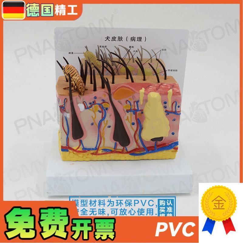 德国】逼真柔软虫k咬狗犬皮肤结构解剖模型兽医教学宠物医院专