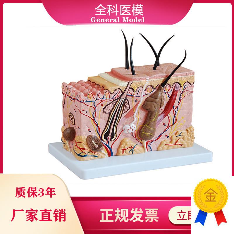 皮肤结构放大模型中型组织层x次立体构造微整形美容医教学模具玩