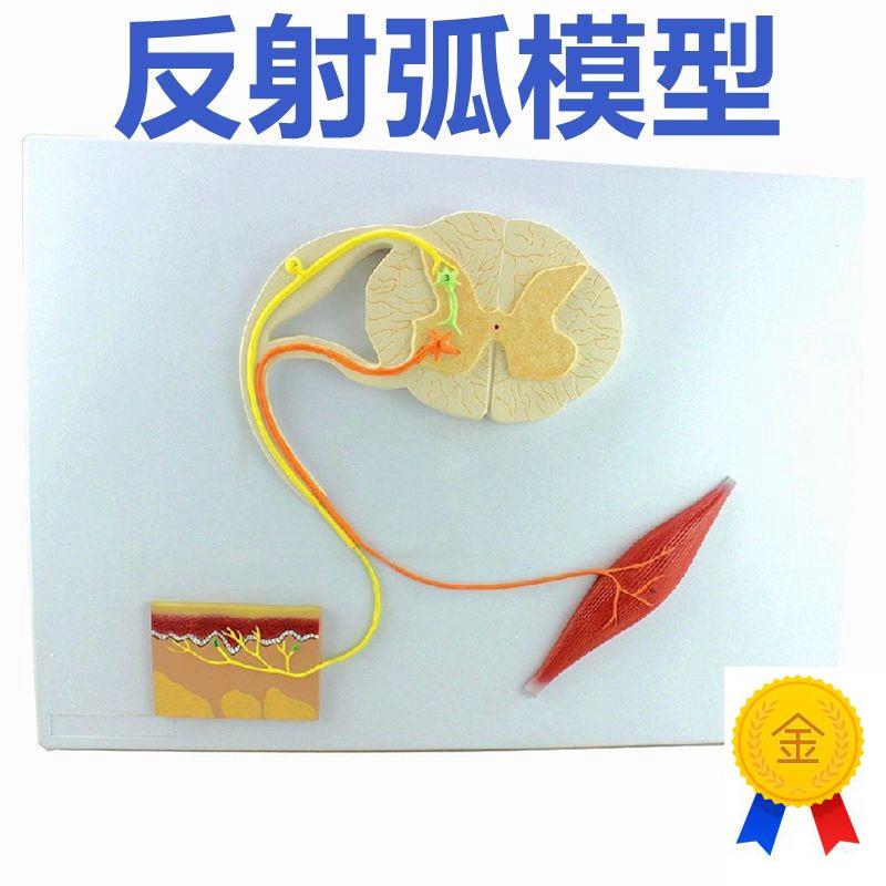 脊髓的功能模型反射弧神v经传导模型中枢神经系统解剖模具