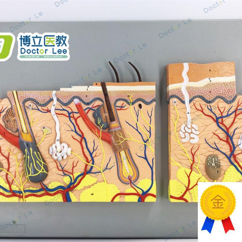 教学仿真皮肤浮雕模型平面皮肤标本E生理组织结构放大医学解剖皮