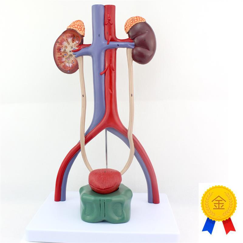 ENOVO颐诺人体泌尿p系统模型肾输尿管膀胱尿道解剖模型医学泌尿科