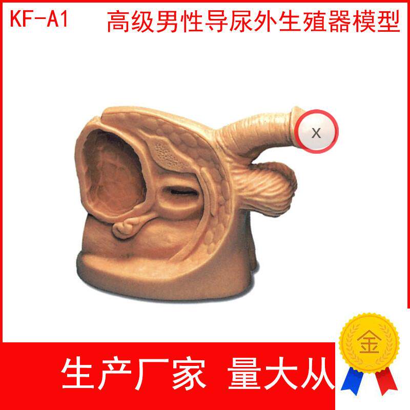 男性女性外生殖器模型实习护理模型导尿模型O生殖器教具导尿练习