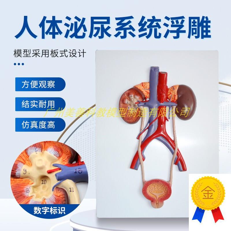 教学仿真人体泌尿系统模r型男女输尿管膀胱尿道模型肾解剖模型医