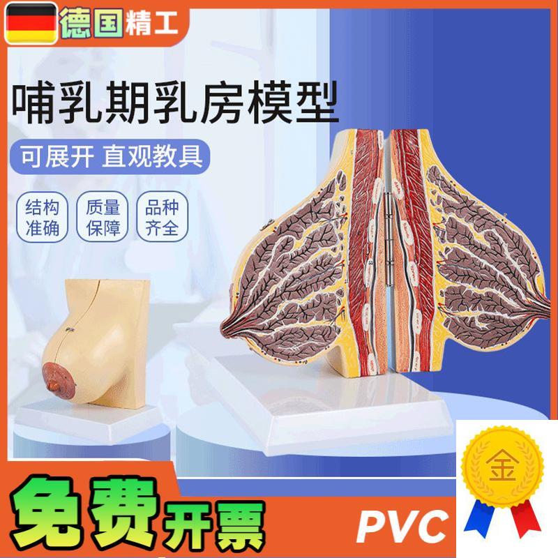 德国】哺乳期乳房模型医r学教学解剖乳房模型人体女性胸部结模具