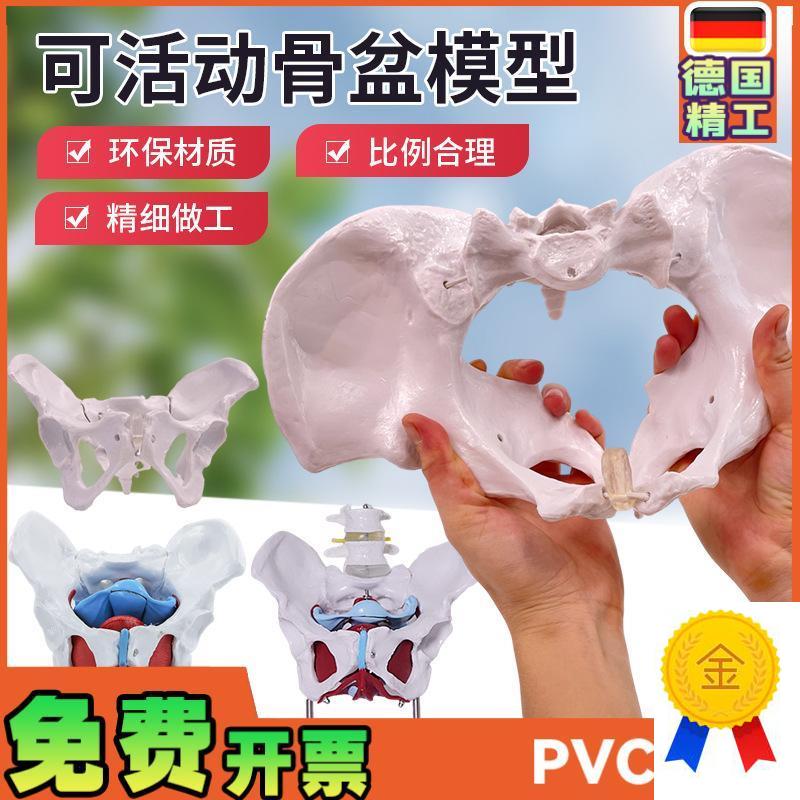 可活动女性骨f盆肌肉模型及盆底肌模型子宫盆骨分娩助产教学模型