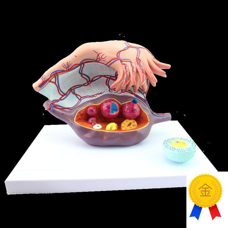 ENOVO颐诺卵巢子o宫模型医学妇科教学卵巢结构模型女性生殖系统