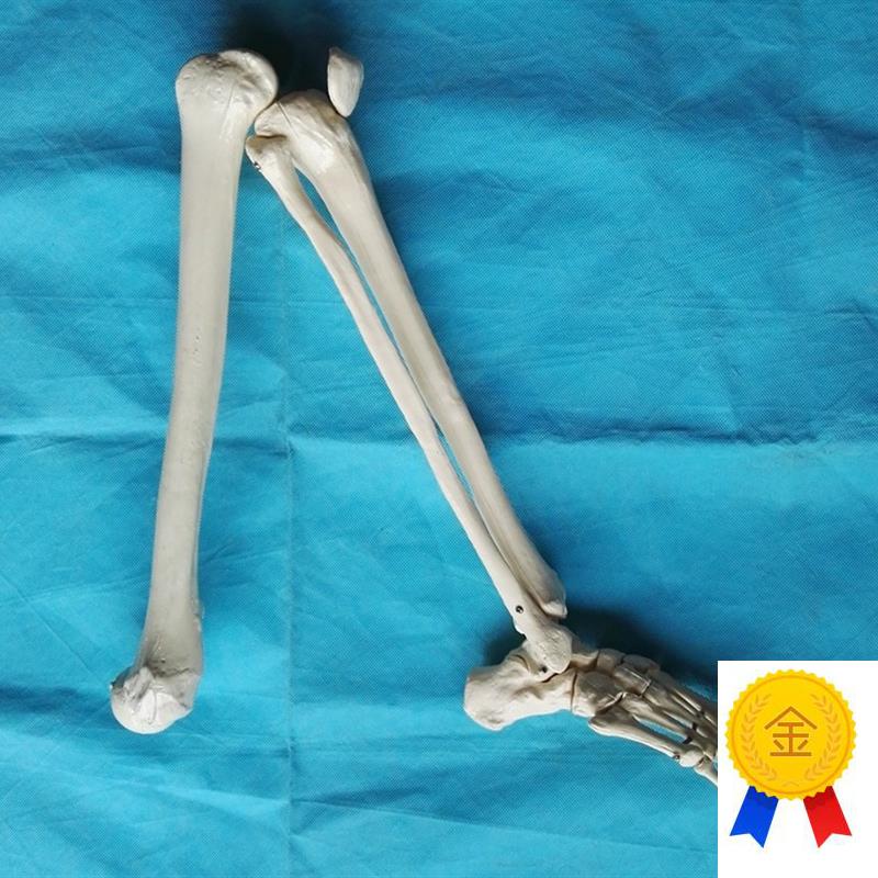 成人1:1下肢骨模型膝关节C脚关节大腿骨骨骼解剖模型