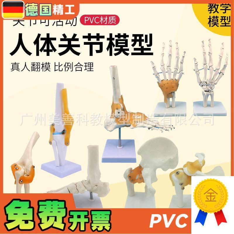 人体膝关节功能模型肩o关节肘关节手关节脚关节髋关节可动骨骼模