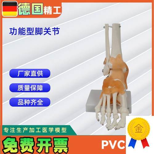 功能型脚关节模型人体C关节模型教学模型脚骨