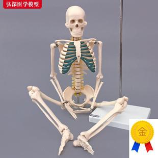 骨骼模型85CM人体全身骨架带神经D椎间盘结构展示医学教学模型骷