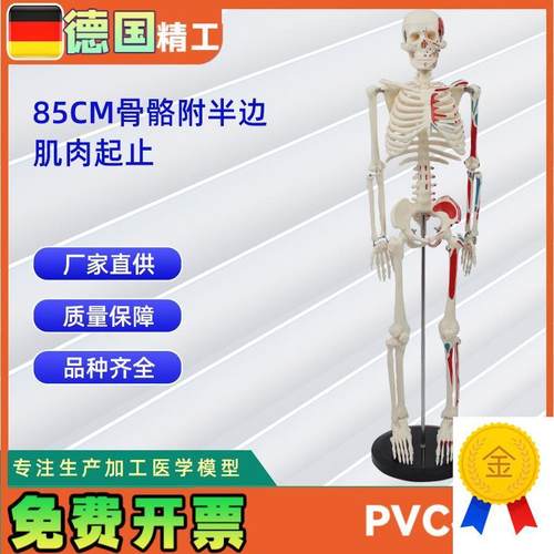 85CM附半身肌肉s起止点骨骼模型医药教学骨骼模型