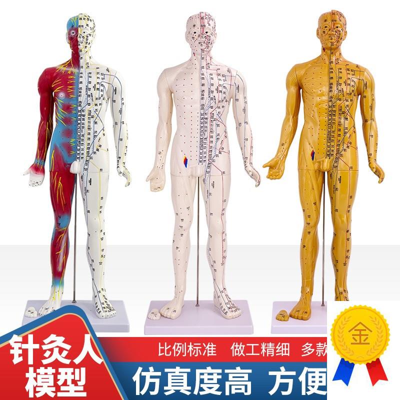 6085CM中医k人体针灸十二经络穴位模型标准全身小铜人教学模特图