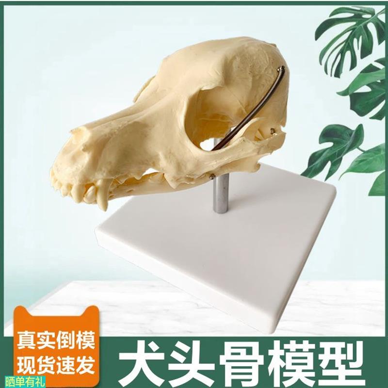 仿真狗头骨模型真实倒模牙齿口腔犬骨头可活动宠物医院用犬科标本
