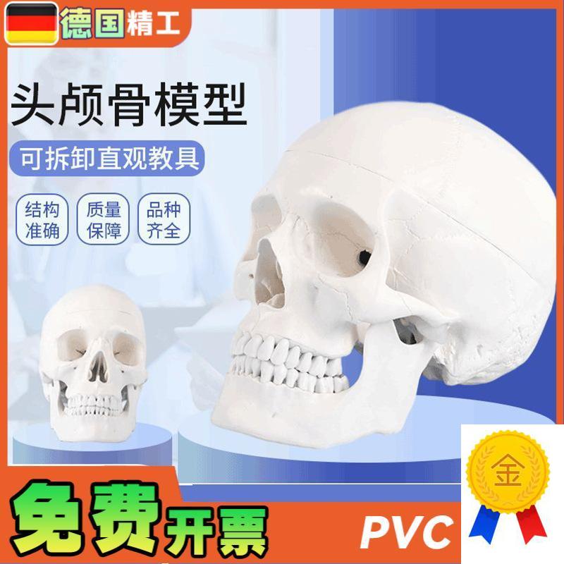 德国】1比1成人头骨模型u口腔教学使用美术写生临摹可拆头颅骨