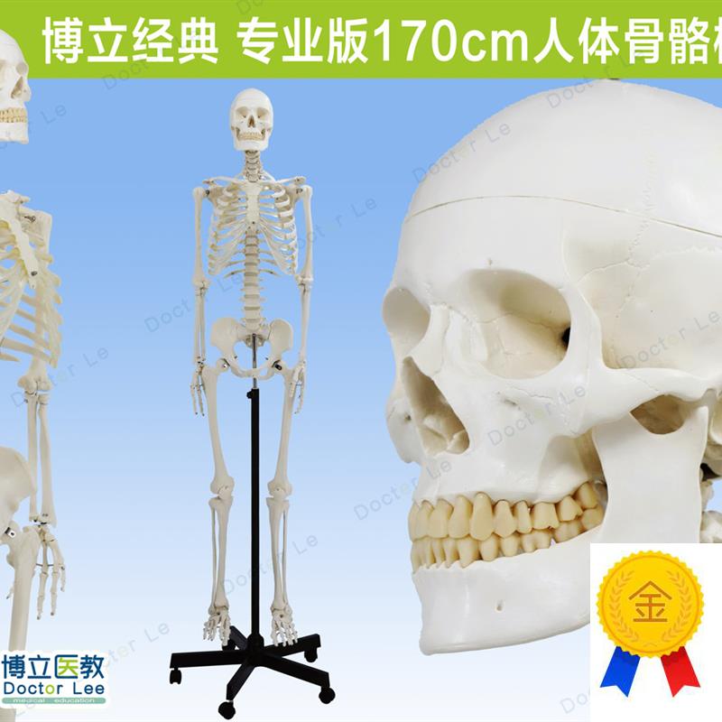 人体医用艺用骨j架模型正骨骨科脊椎肌肉脊柱骷髅可拆卸解剖骨骼