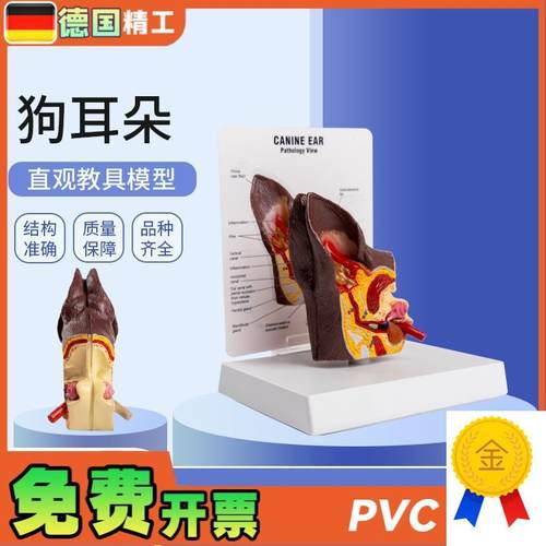 德国】医院教学展m示用品礼品动物解剖解剖模型犬科宠物狗耳朵