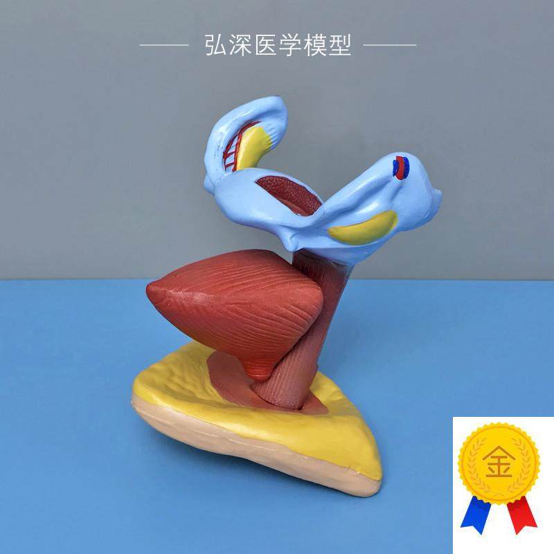 女性子宫膀胱模型人体生殖t系统解剖器官卵巢妇幼保健医学教学模