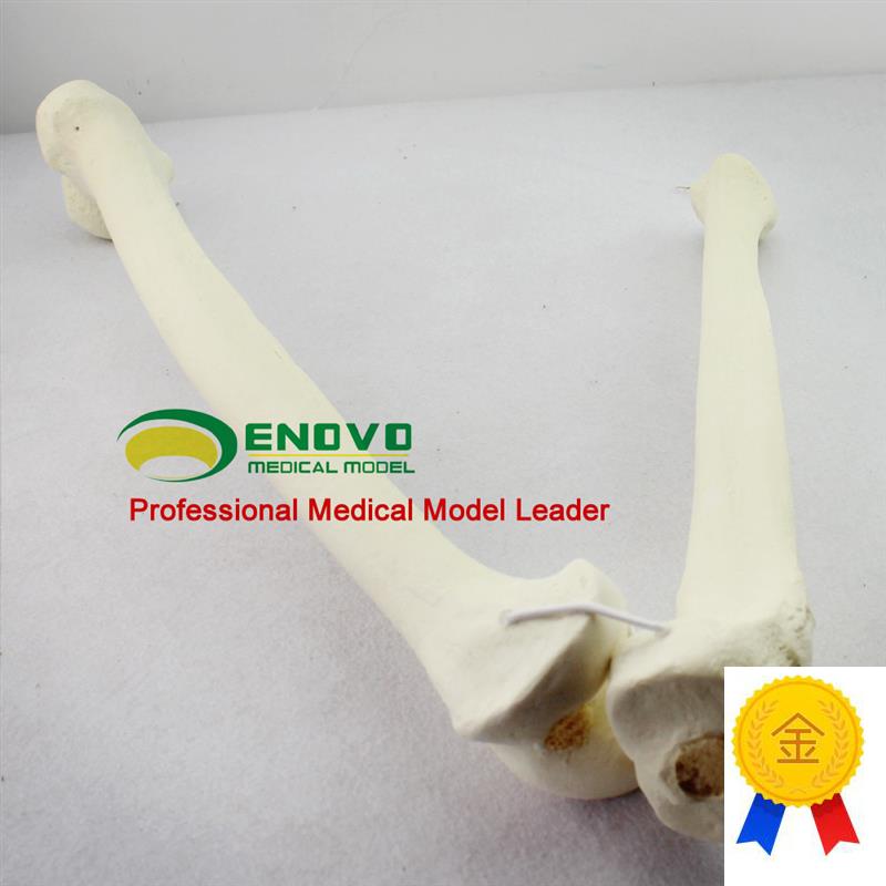 ENOVO颐诺g骨科术前Sawbone人工合成骨模型股骨胫骨模型骨科植入