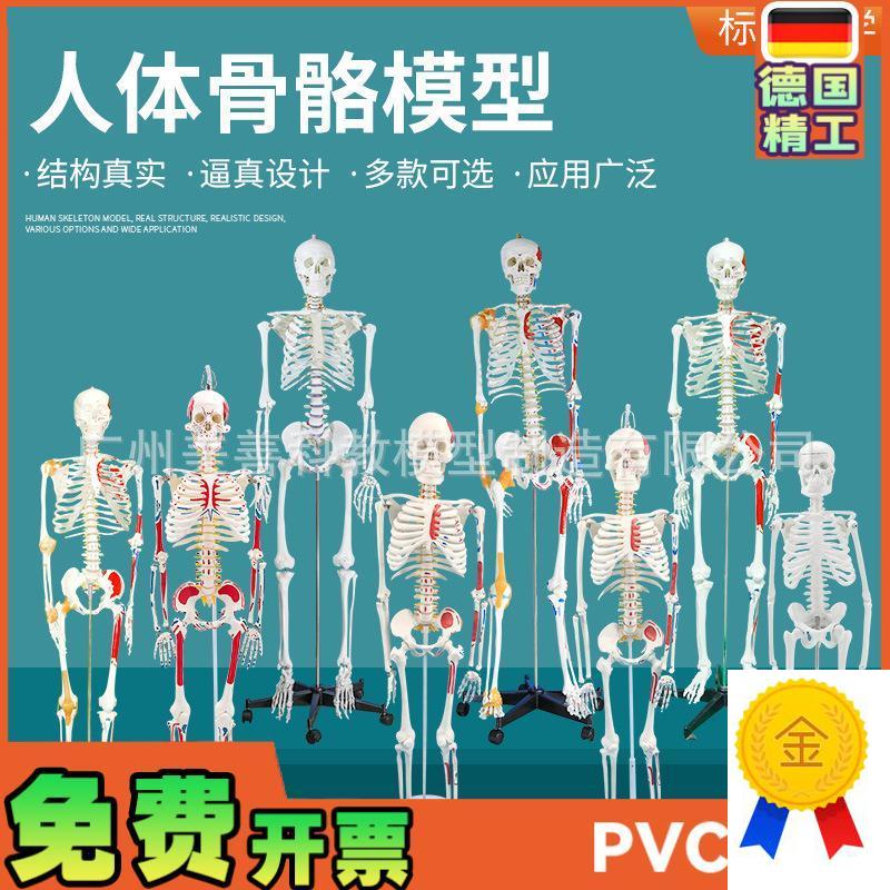 人体骨骼模型全身l骨架成人小骷髅教学脊柱模型仿真小白骷髅标本
