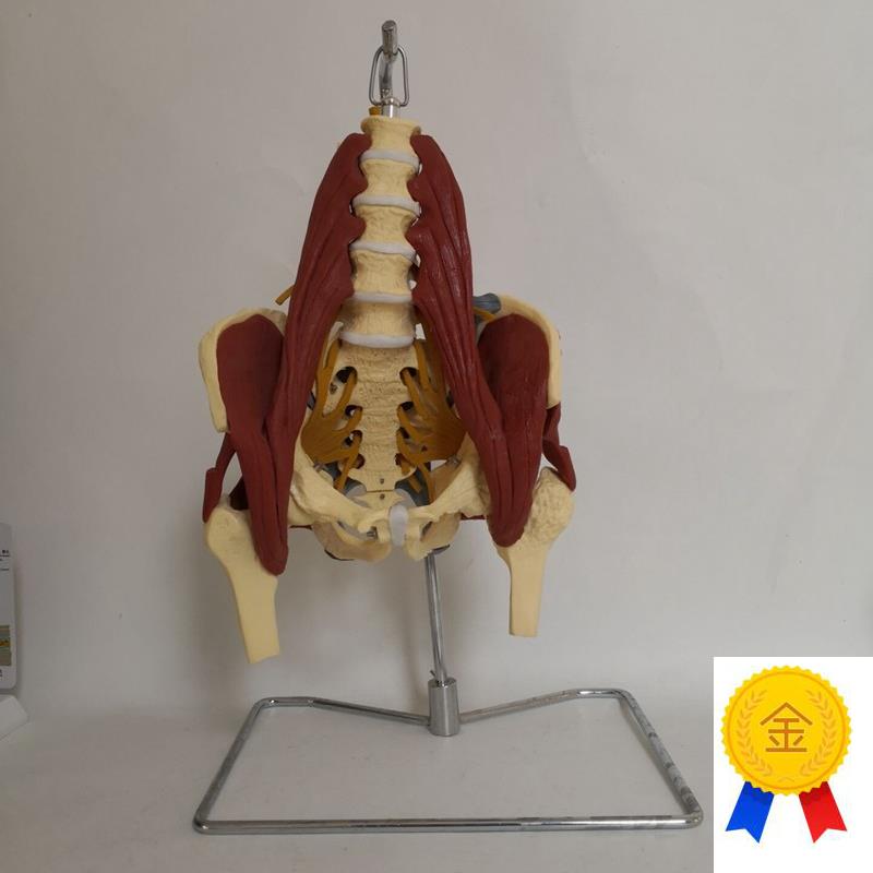 人体腰椎带肌肉神经模型盆骨腰间盘F突出模型产妇盆底肌修复演示