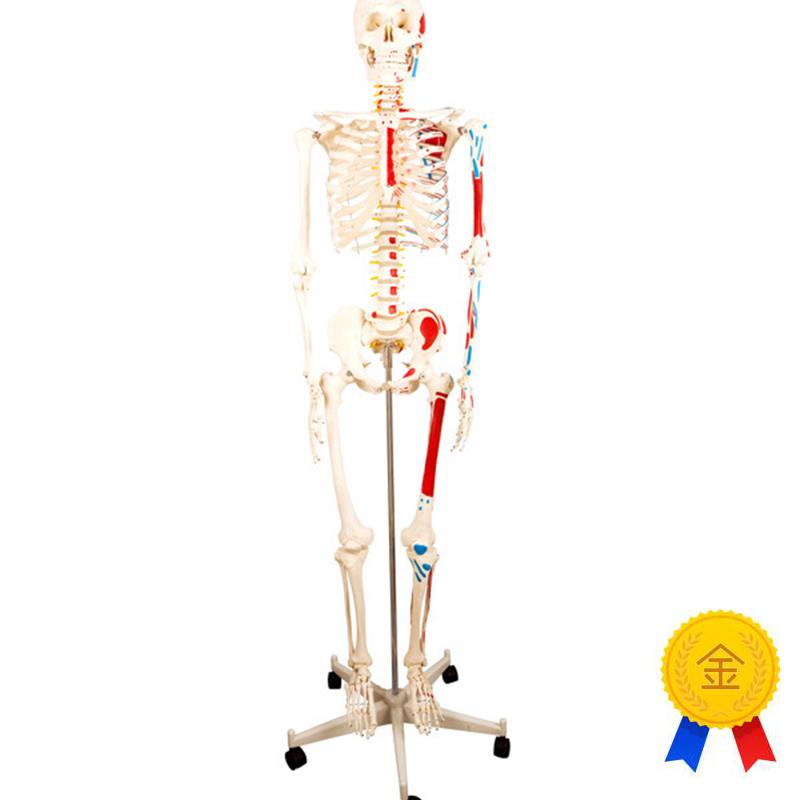 医学170ChM人体骨骼模型肌肉骨架标本解剖脊柱骨科教学具