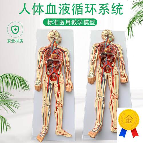 人体血液循环系统模型全身内脏器官解剖教L学教具心脏血管演示模