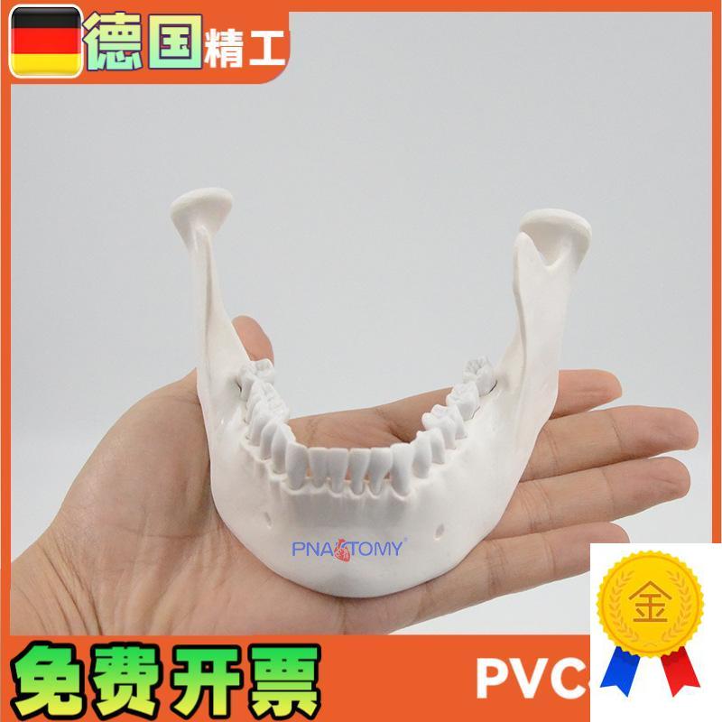 1比1下颌骨模j型口腔教学模型仿骨标准牙模散骨模型下巴骨骼