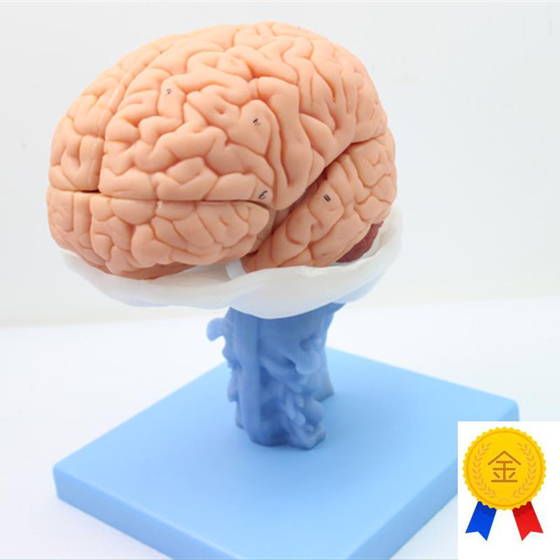 ENOVO医学人体大脑解剖模型脑干脑室间脑小脑Q模型神经科系统模型