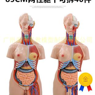 85cm两性躯干模型器官互换可拆40件N人体解剖模型医学教具