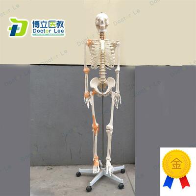 170cm骨骼骨架模型带韧带神经脊柱教学正骨健T身房瑜伽教学医教