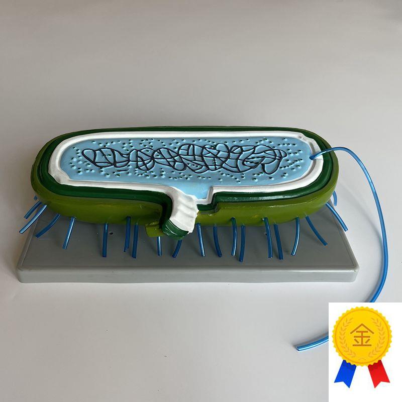 细菌模型鞭毛细胞壁中学实验仪器学校教J育装备生物器材医用微生