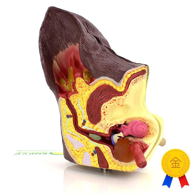 ENOVO颐诺狗耳朵疾病模型狗耳B朵解剖结构模型犬耳朵病理耳螨中耳